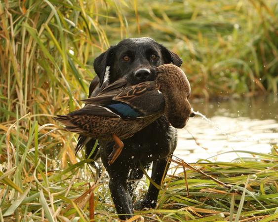 Frsta Hjlpen HLR (Hund) - En kurs som rddar liv i gruppen Kurser hos PAW of Sweden AB (HLR)