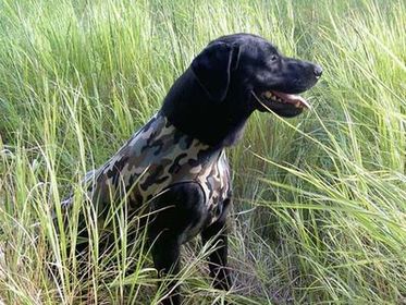 PAW of Swedens reversibla Neoprenvst