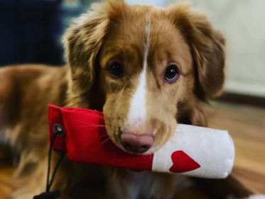 Tryck hj�rta - Dummy ing�r ej 