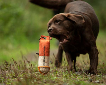 Line Up hllare fr dummy/st