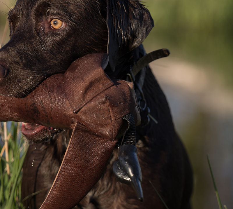 RRT Dummy till apportkastare And - brun