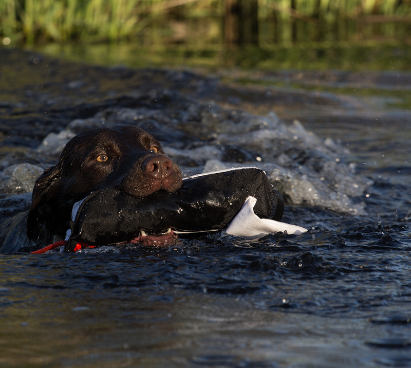 RRT Dummy till apportkastare And - svart/vit