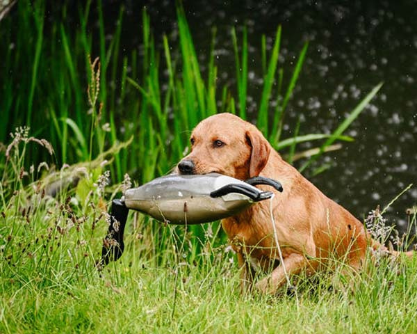 Dokken�s Kanadag�s